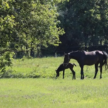 Lindenhof Drabsch Appartement