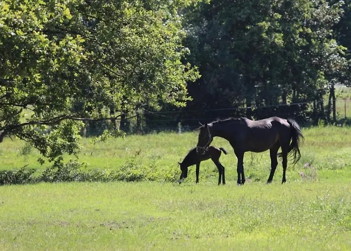 Lindenhof Drabsch Apartament